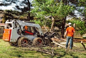 A Homeowner's Guide To Tree Removal For The First Time