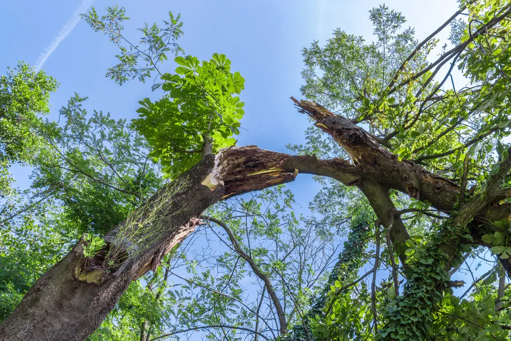 How To Prepare For A Tree Removal