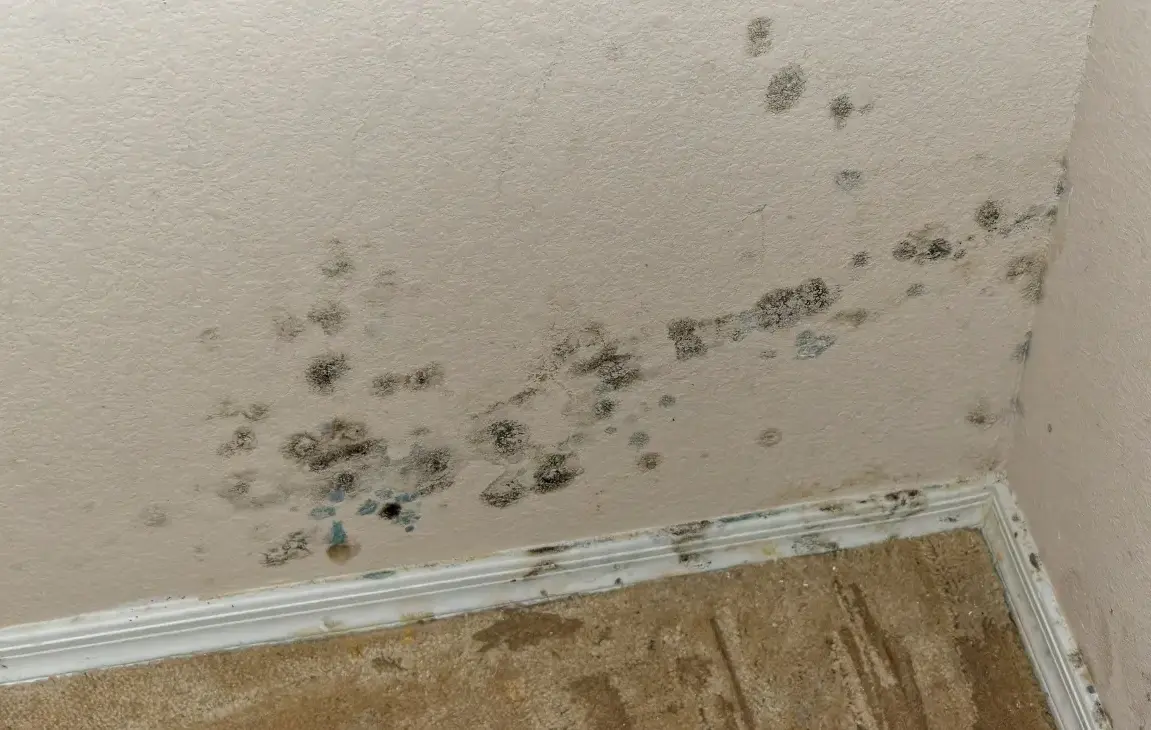 Facts about house molds