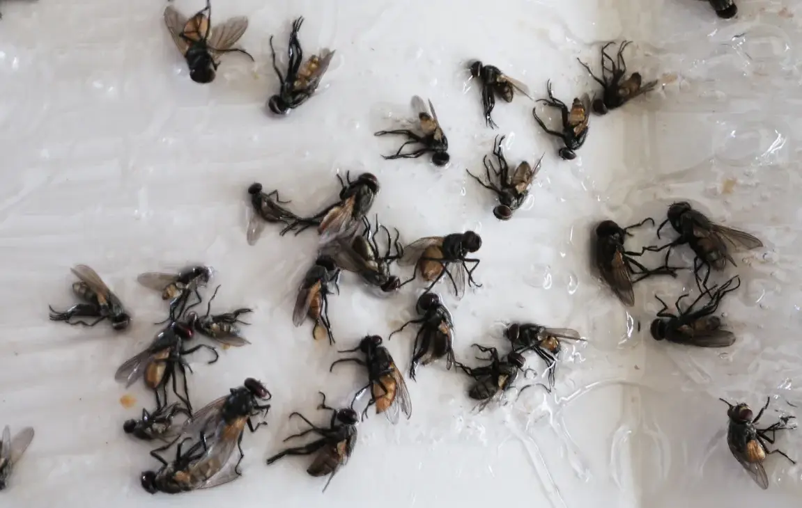 How to get rid of flies in the house