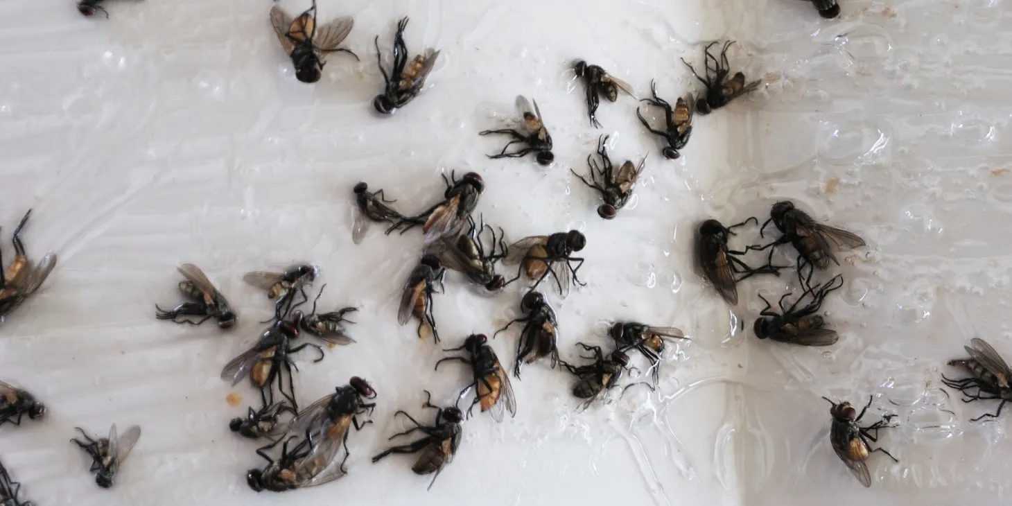 How to get rid of flies in the house