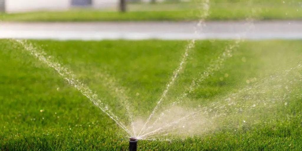 Water your lawn deeply and infrequently
