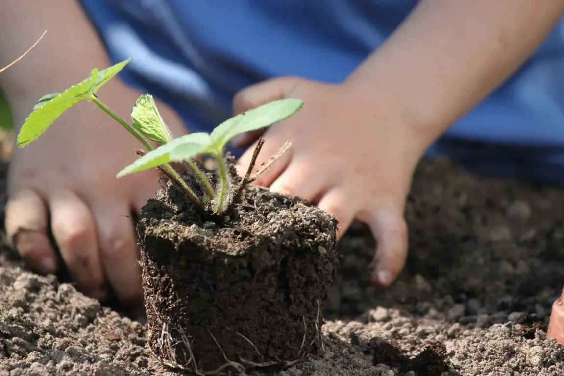 Proper Ways to Cultivate Your Crops & Top Items You Need for That